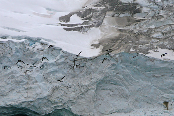 Ice wall and auks